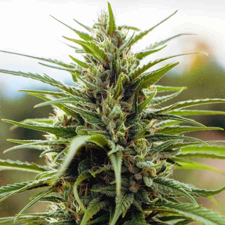 Amore Flower Co. Lifter CBD 7g