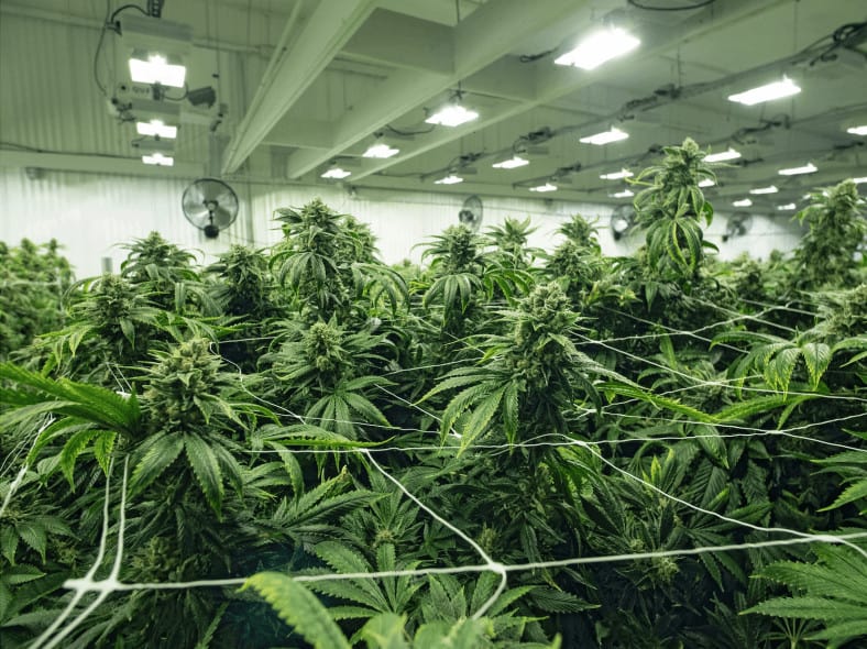 Delta-8 THC State Regulations Set To Begin