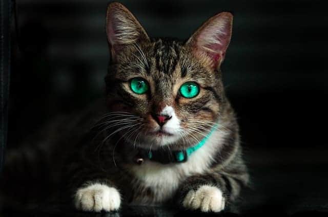 Is CBD The “Cat’s Meow?” — Recent Research On CBD Oil For Cats