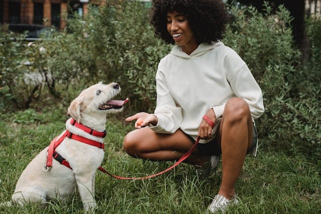 Best CBD Pet Treats Of 2022