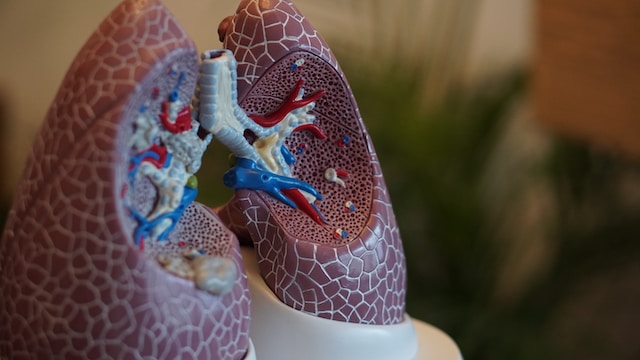 CBD for Your Lungs?— The Effects of CBD Oil on Asthma