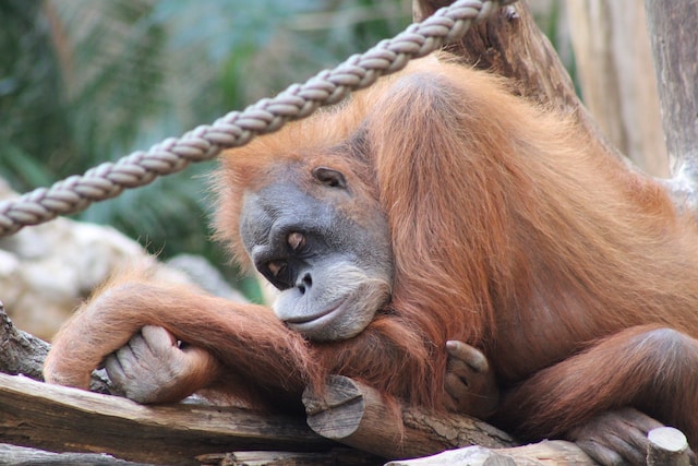 Can Delta-8 Cause Drowsiness the Day After?
